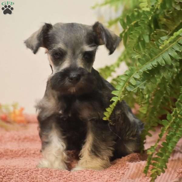 Penelope, Miniature Schnauzer Puppy