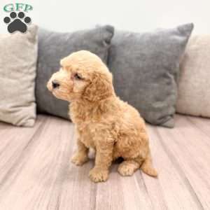 Bambi, Goldendoodle Puppy