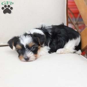 Winnie, Yorkie Puppy