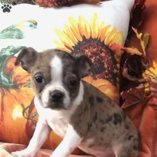 Bentley, Boston Terrier Puppy