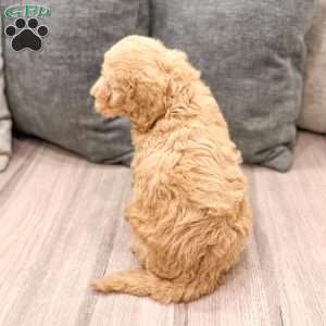 Bambi, Goldendoodle Puppy