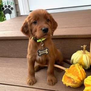Sasha, Irish Setter Puppy