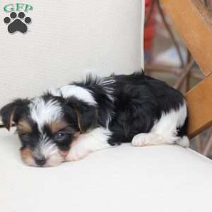 Winnie, Yorkie Puppy