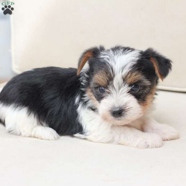 Roxy, Yorkie Puppy
