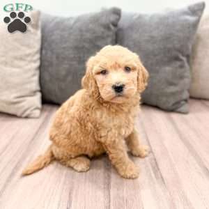 Bambi, Goldendoodle Puppy