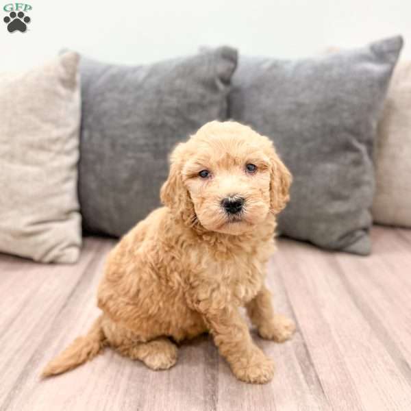Bambi, Goldendoodle Puppy