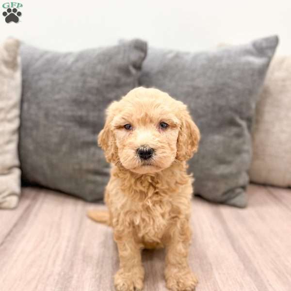 Bambi, Goldendoodle Puppy