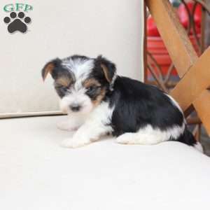 Roxy, Yorkie Puppy