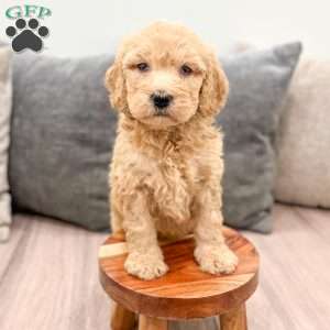 Bambi, Goldendoodle Puppy