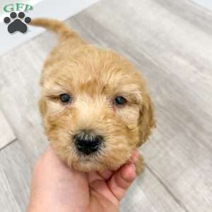 Bambi, Goldendoodle Puppy