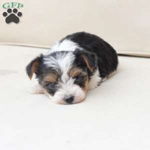 Roxy, Yorkie Puppy