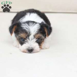 Roxy, Yorkie Puppy