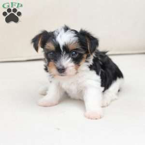 Winnie, Yorkie Puppy