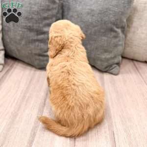 Reese, Goldendoodle Puppy