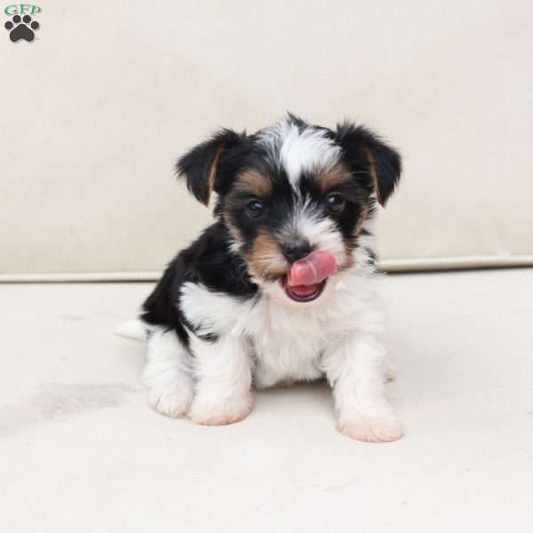 Winnie, Yorkie Puppy