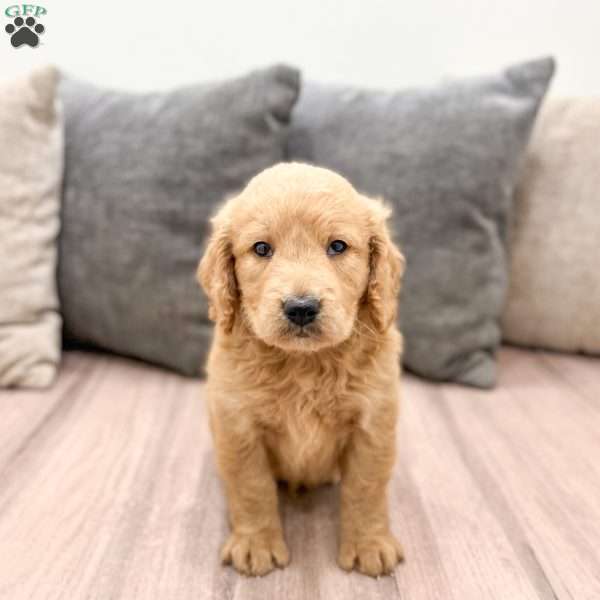 Reese, Goldendoodle Puppy