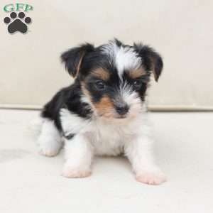 Winnie, Yorkie Puppy