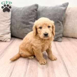Reese, Goldendoodle Puppy