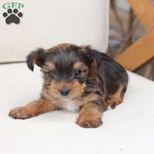 Rocky, Yorkie Puppy