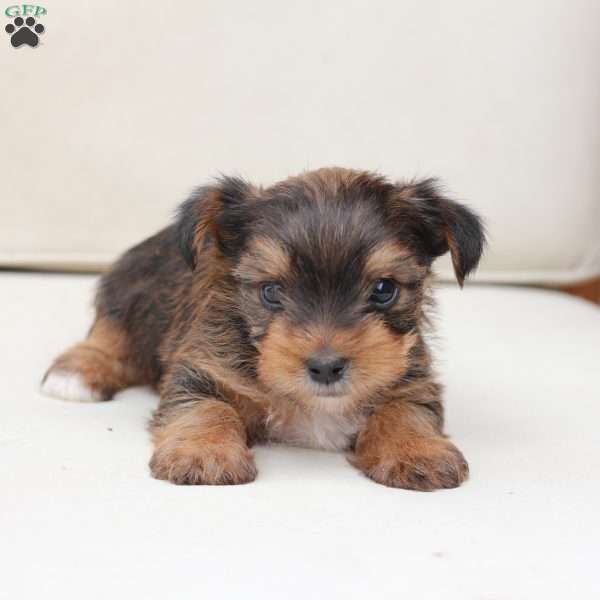 Rocky, Yorkie Puppy