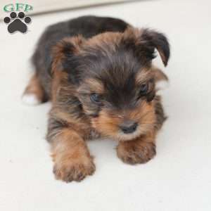 Rocky, Yorkie Puppy