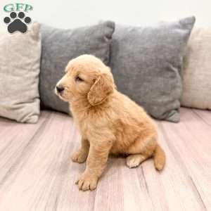 Reese, Goldendoodle Puppy