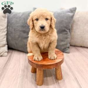 Reese, Goldendoodle Puppy