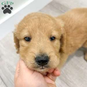 Reese, Goldendoodle Puppy