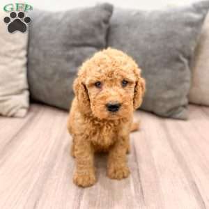 Callie, Goldendoodle Puppy