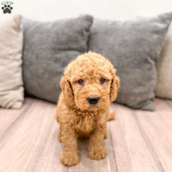 Callie, Goldendoodle Puppy
