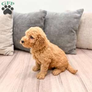 Callie, Goldendoodle Puppy
