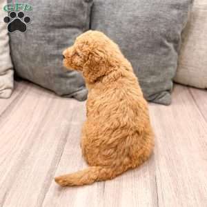 Callie, Goldendoodle Puppy