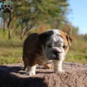 Pumpkin, English Bulldog Puppy
