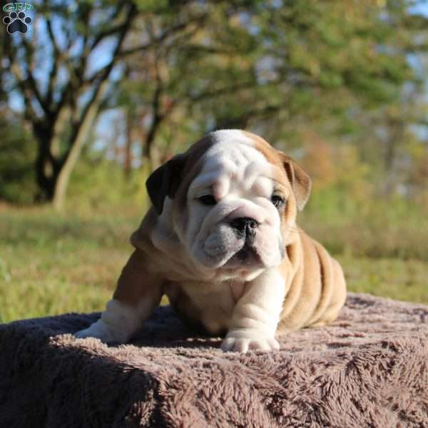 Pumpkin, English Bulldog Puppy