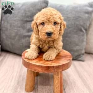 Callie, Goldendoodle Puppy