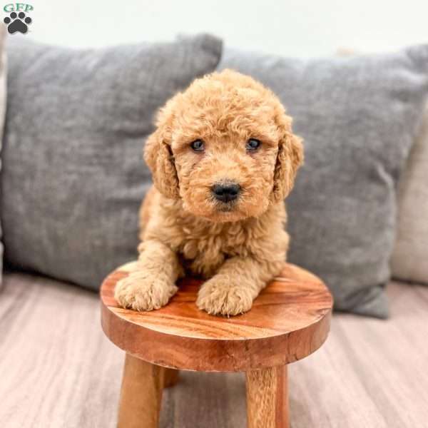 Callie, Goldendoodle Puppy