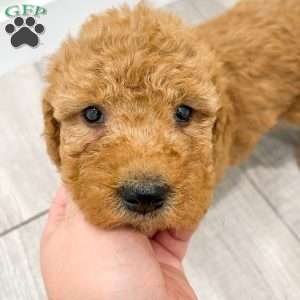 Callie, Goldendoodle Puppy
