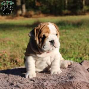 Archie, English Bulldog Puppy