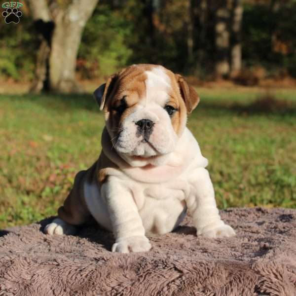 Archie, English Bulldog Puppy