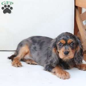 Max, Cavalier King Charles Spaniel Puppy