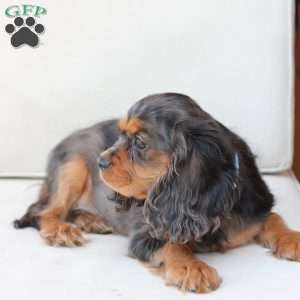 Max, Cavalier King Charles Spaniel Puppy