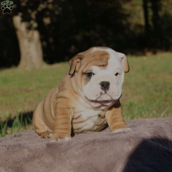 Peanut, English Bulldog Puppy