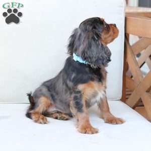 Max, Cavalier King Charles Spaniel Puppy
