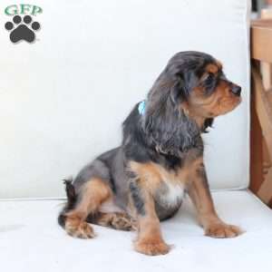 Max, Cavalier King Charles Spaniel Puppy