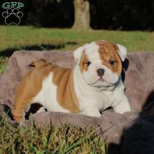 Autumn, English Bulldog Puppy