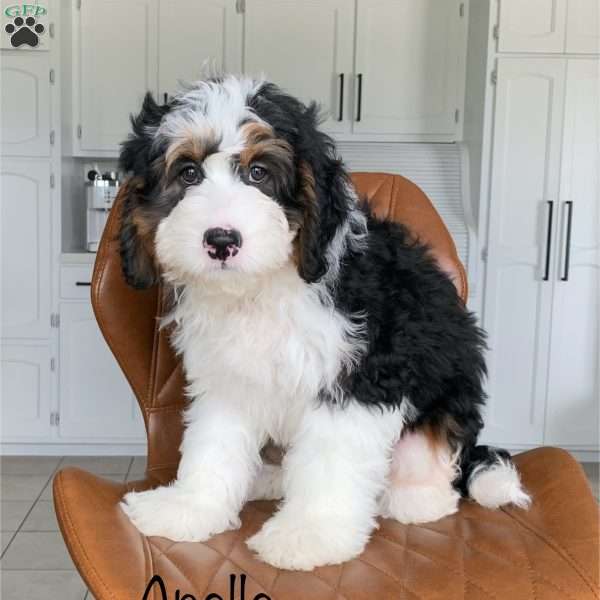 Apollo, Mini Bernedoodle Puppy