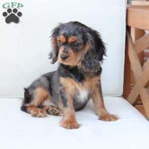 Max, Cavalier King Charles Spaniel Puppy