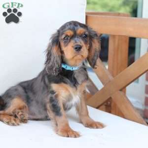 Max, Cavalier King Charles Spaniel Puppy