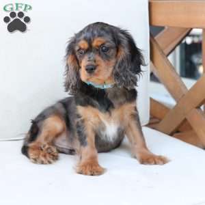 Max, Cavalier King Charles Spaniel Puppy
