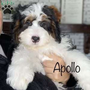 Apollo, Mini Bernedoodle Puppy